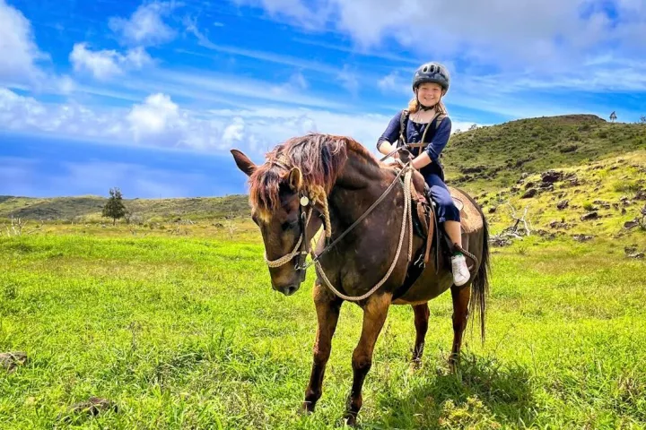 a brown horse standing on top of a lush green field