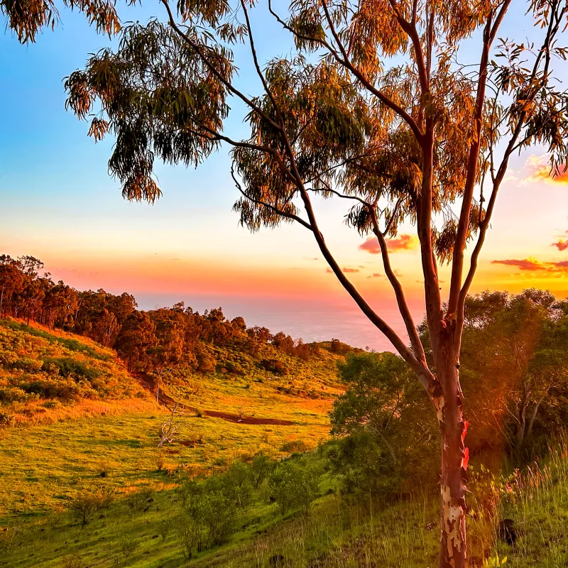 Sunset over a grassy hill with trees, highlighting orange and pink skies.