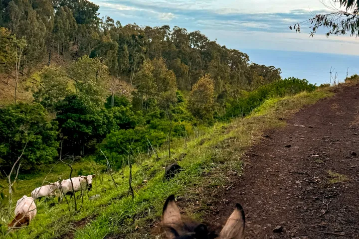 View from horseback of a dirt path and cows grazing on a green hillside.