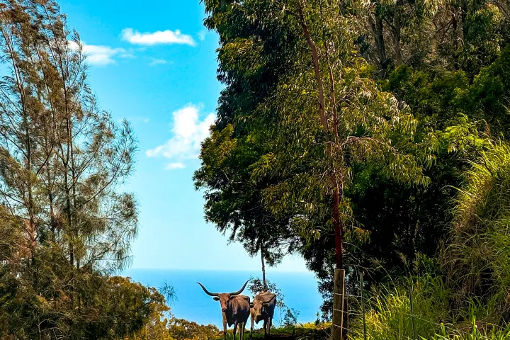 Two cows with large horns on a dirt path, surrounded by trees, with the ocean in the background.