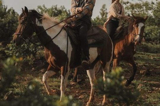 a man riding a horse in a field