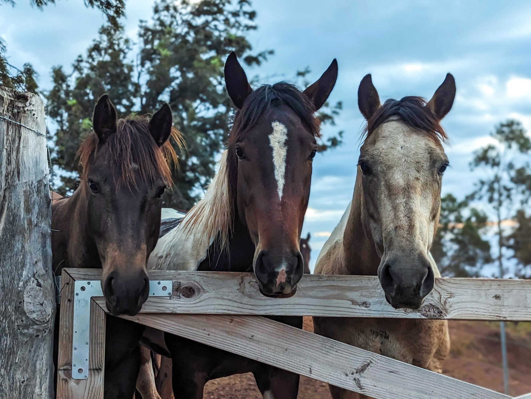 Gallery (Meet Our Horses) | Pālehua Trail Rides