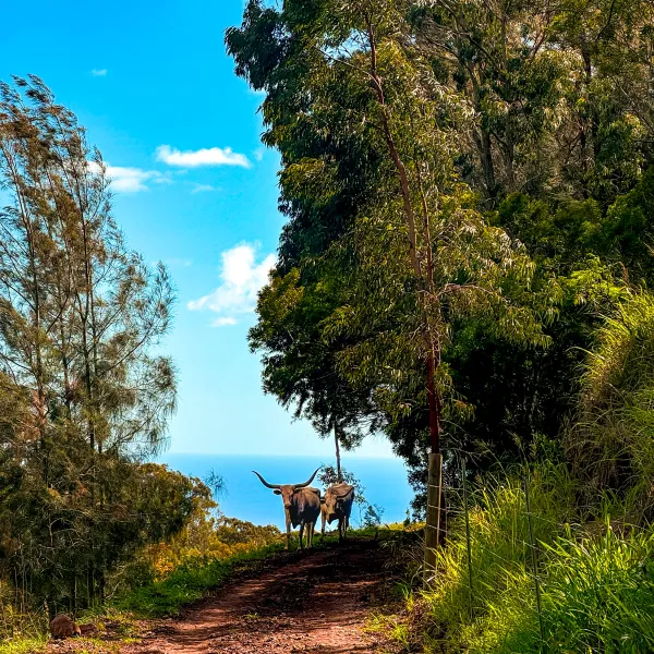 Two cattle on a dirt path surrounded by trees and ocean view in the background.
