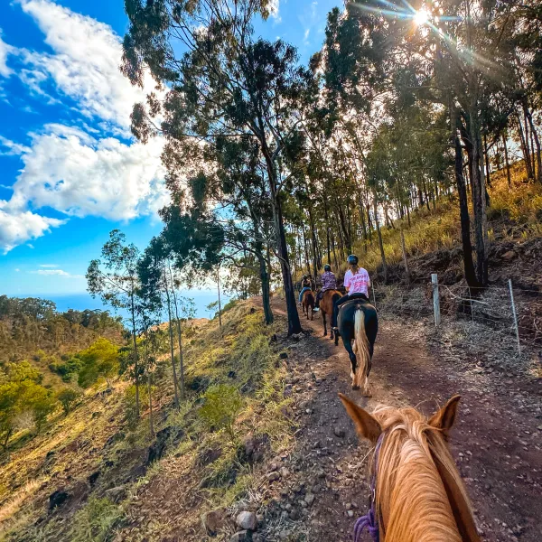 People horseback riding on a forest trail under a sunny blue sky.