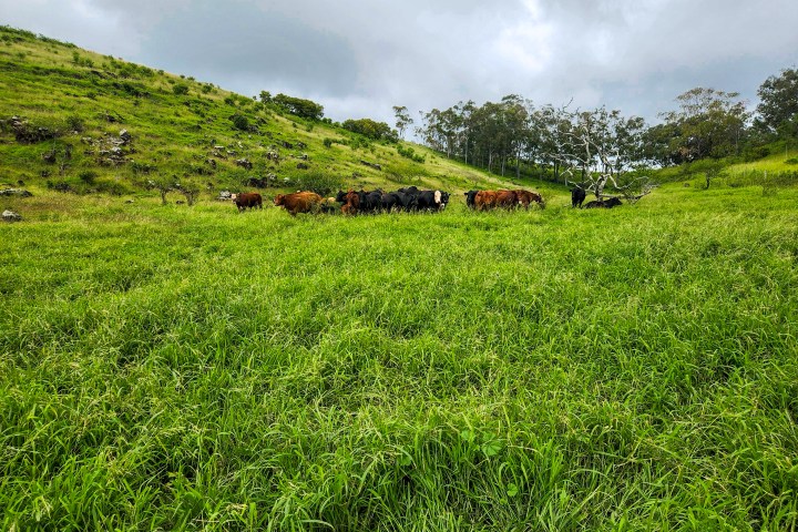 Herd of cattle grazing on a green hillside under a cloudy sky.