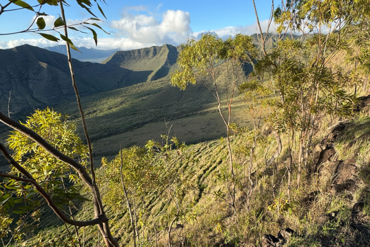 Hilly landscape with sparse trees and clear blue sky.