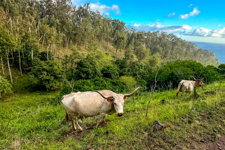 Cows with long horns grazing on grassy hillside under a blue sky with clouds.