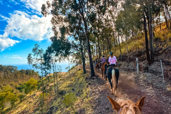 Trail ride through forest on horseback beneath a sunny blue sky.
