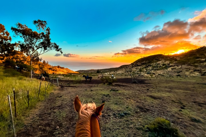 View from horseback of a sunset over a grassy landscape with trees and distant horses.