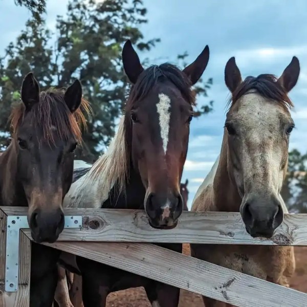 Three horses peering over a wooden fence, with trees and sky in the background.