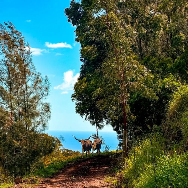 Two cows on a dirt path through lush greenery, with trees and blue sky.