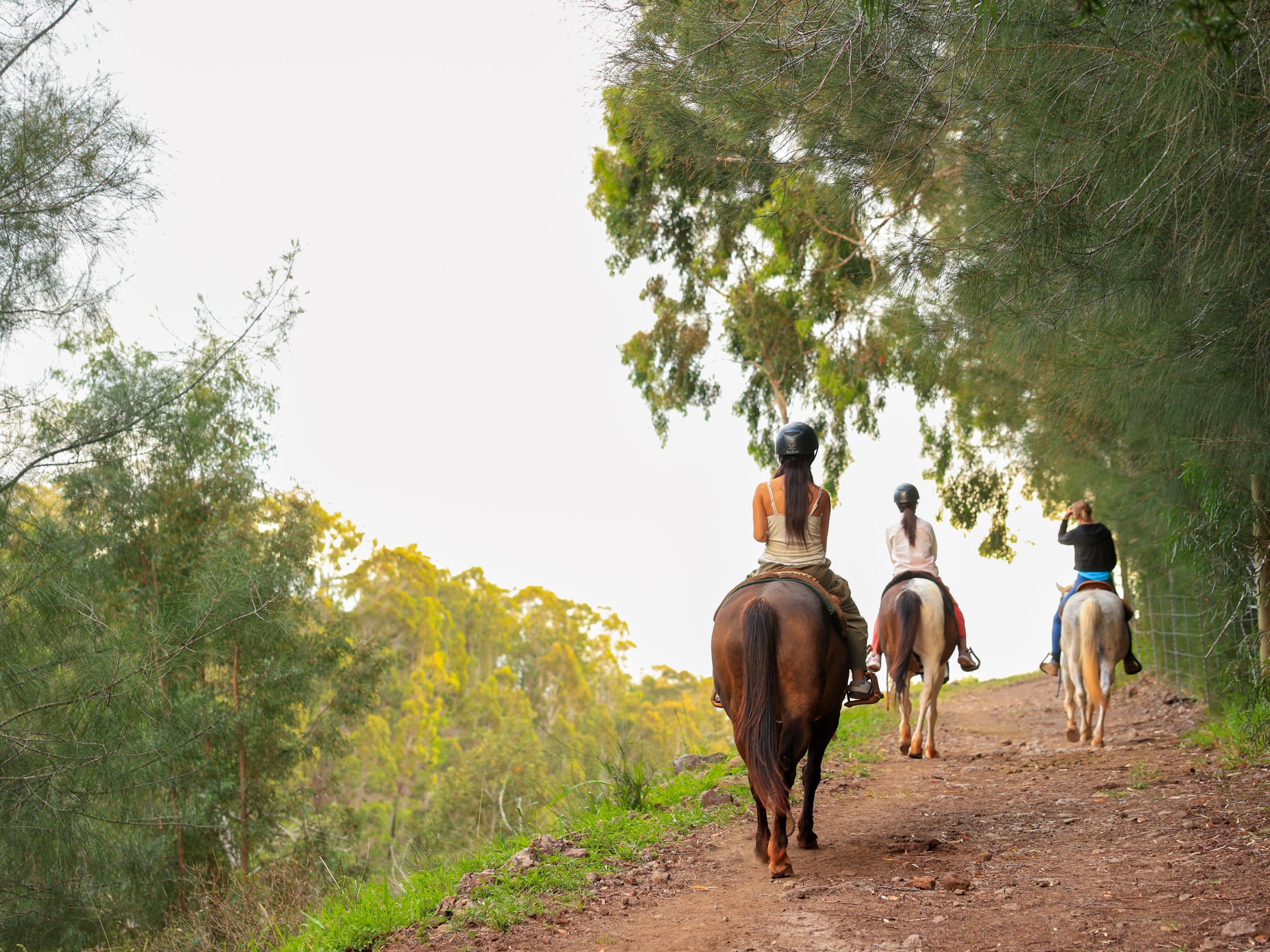 Three people on horseback ride along a wooded trail.